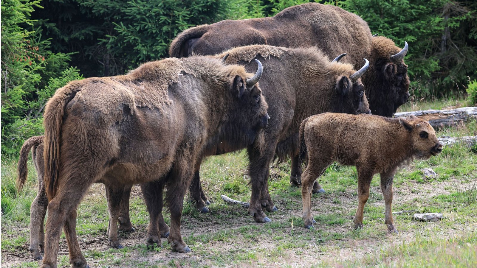 In einem Gehege am Rand des Nationalparks sollen bald Wisente zu sehen sein.Foto: dpa In einem Gehege am Rand des Nationalparks sollen bald Wisente zu sehen sein.Foto: dpa