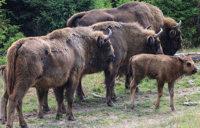 In einem Gehege am Rand des Nationalparks sollen bald Wisente zu sehen sein.<span class='image-autor'>Foto: dpa</span>