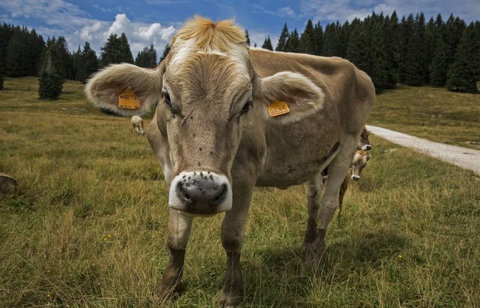 Ein Bulle auf der Alm, das ist die Idealvorstellung von Tierhaltung – für die meisten Tiere gibt es aber nicht so viel Idylle.<span class='image-autor'>Foto: imago/POP-EYE</span>