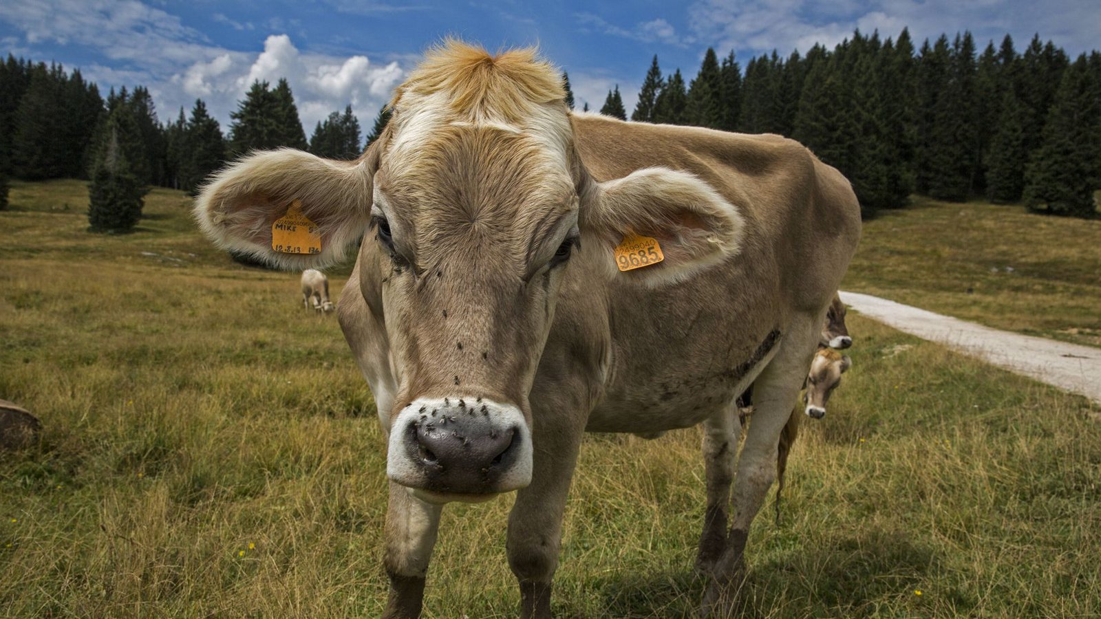 Ein Bulle auf der Alm, das ist die Idealvorstellung von Tierhaltung – für die meisten Tiere gibt es aber nicht so viel Idylle.Foto: imago/POP-EYE