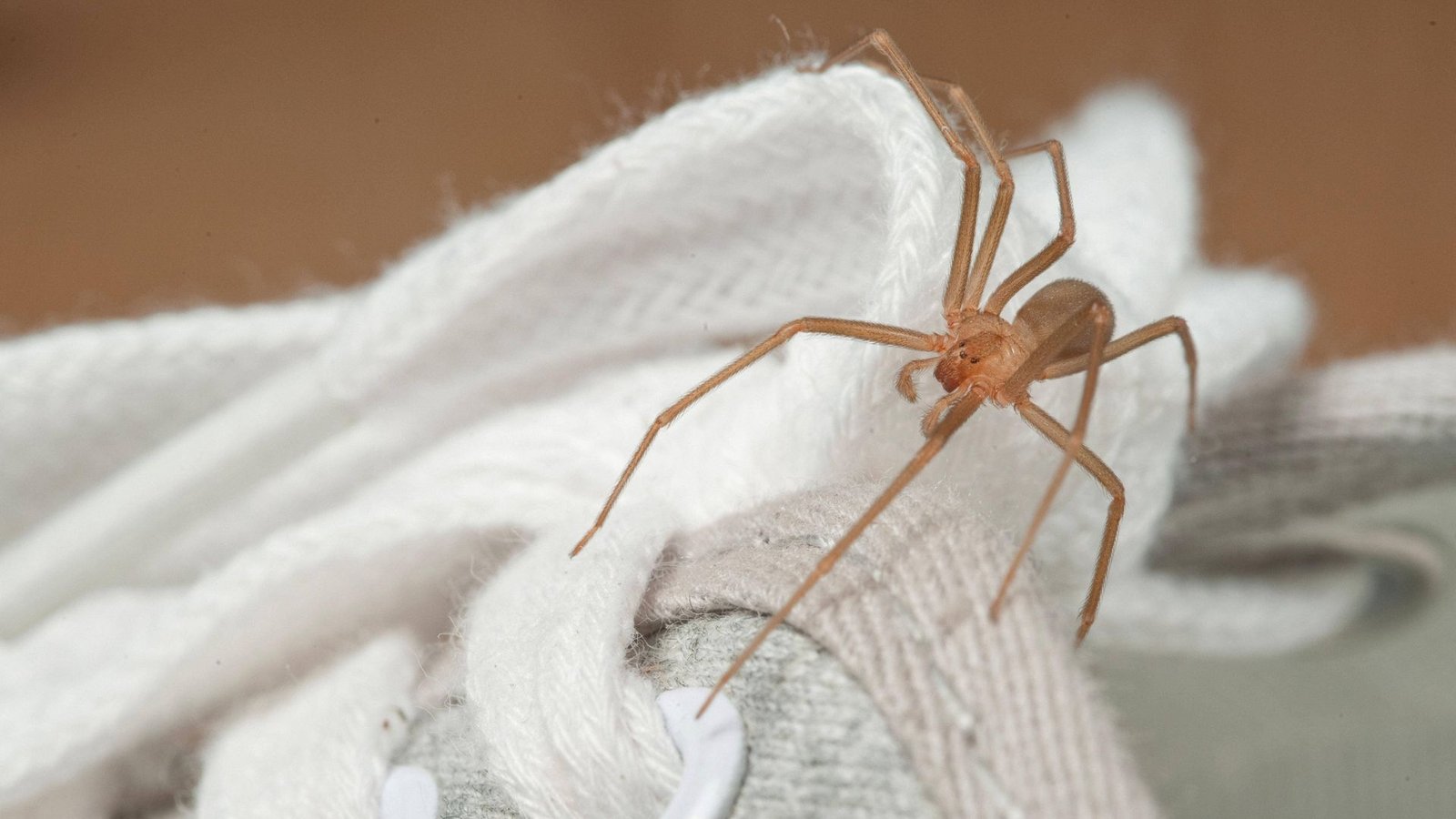Eine chilenische Einsiedlerspinnen krabbelt auf einem Schuh (Archivfoto).Foto: Imago/Imagebroker Eine chilenische Einsiedlerspinnen krabbelt auf einem Schuh (Archivfoto).Foto: Imago/Imagebroker