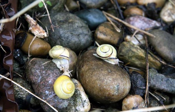 Die Hainbänderschnecken sind ein lustiges Völkchen. Fotos: Rücker