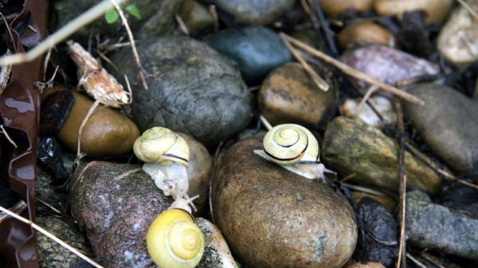 Die Hainbänderschnecken sind ein lustiges Völkchen. Fotos: Rücker