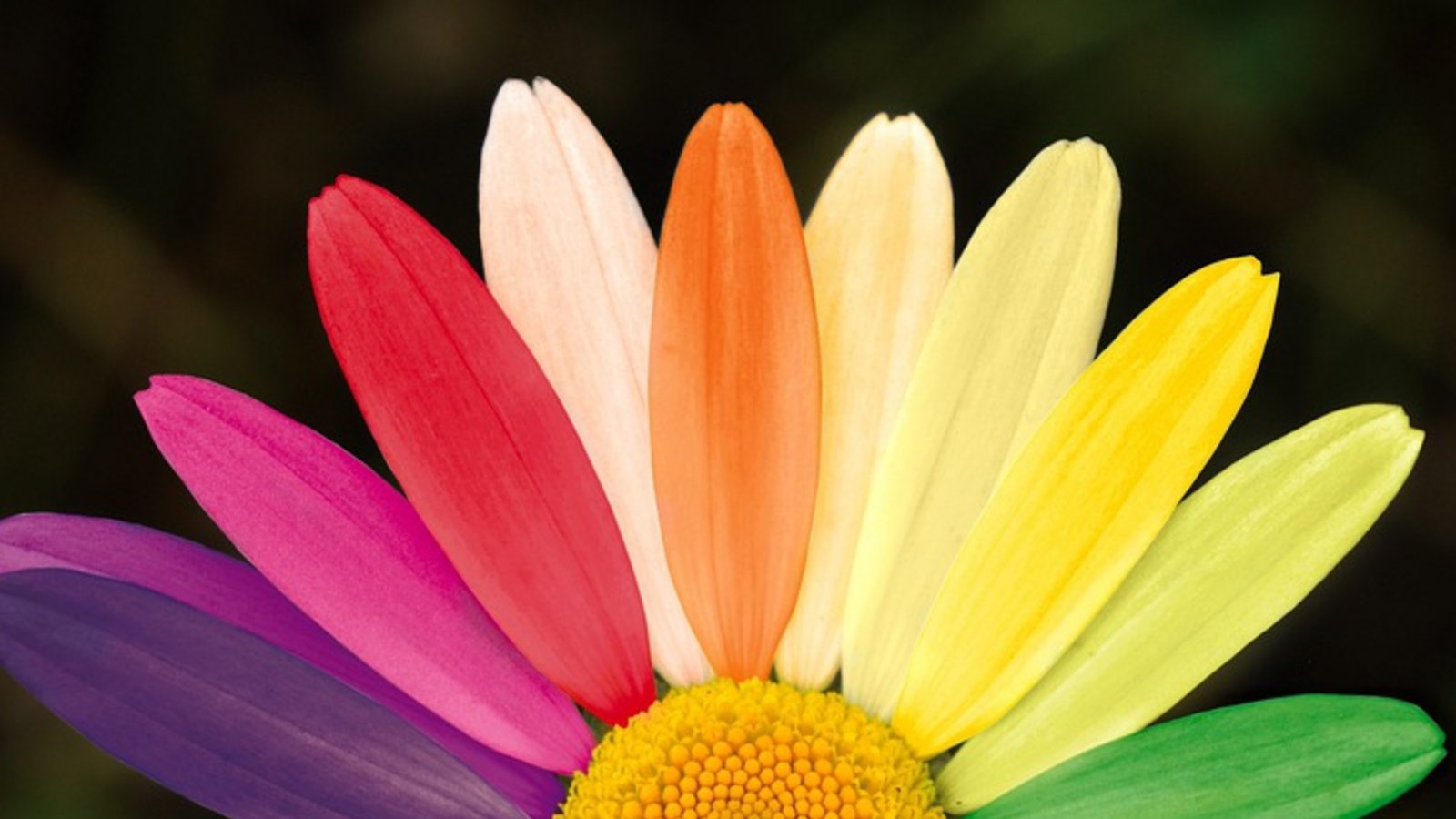 Bunt und vielfältig – so möchte sich Vaihingen präsentieren. Foto: neelam279/pixabay.com Bunt und vielfältig – so möchte sich Vaihingen präsentieren. Foto: neelam279/pixabay.com