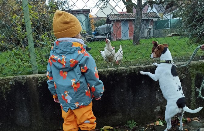 „Zu Besuch bei Nachbars Hühnern“, schreibt Thomas Burger zu seinem Schnappschuss. Fragt sich, wer über die Begegnung am meisten staunt: Kind, Hund oder Huhn?
