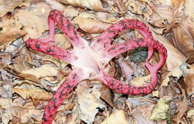 Bei einem Spaziergang im Horrheimer Wald entdeckte Jochen Scharpf diesen Pilz. Scharpf: „Er erinnert vom Aussehen an einen verwesenden Seestern. Und so riecht er auch. Google lüftet das Geheimnis: Es handelt sich um den Tintenfischpilz.“