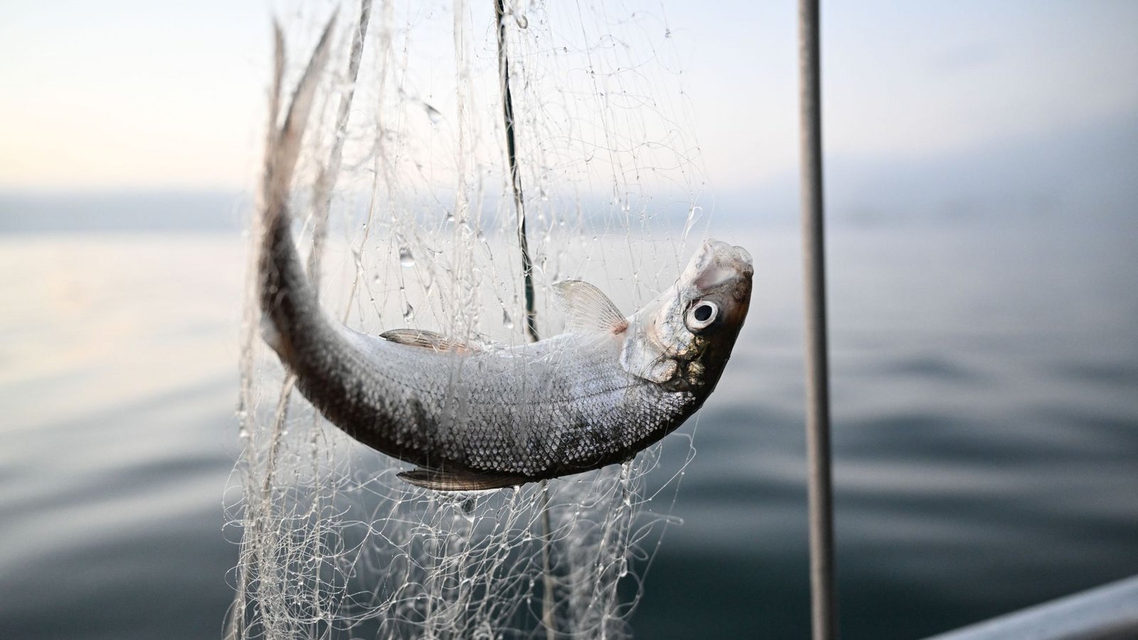 Bodenseefischer dürfen von 2027 an wieder Felchen fangen.Foto: Felix Kästle/dpa/Felix Kästle Bodenseefischer dürfen von 2027 an wieder Felchen fangen.Foto: Felix Kästle/dpa/Felix Kästle