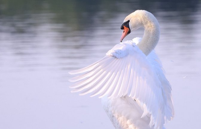 Ein Schwan am Bodensee erlag seinen Verletzungen.<span class='image-autor'>Foto: dpa/David Young</span>
