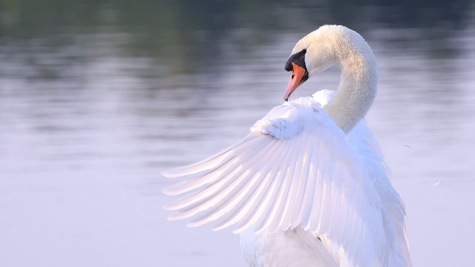 Ein Schwan am Bodensee erlag seinen Verletzungen.Foto: dpa/David Young Ein Schwan am Bodensee erlag seinen Verletzungen.Foto: dpa/David Young