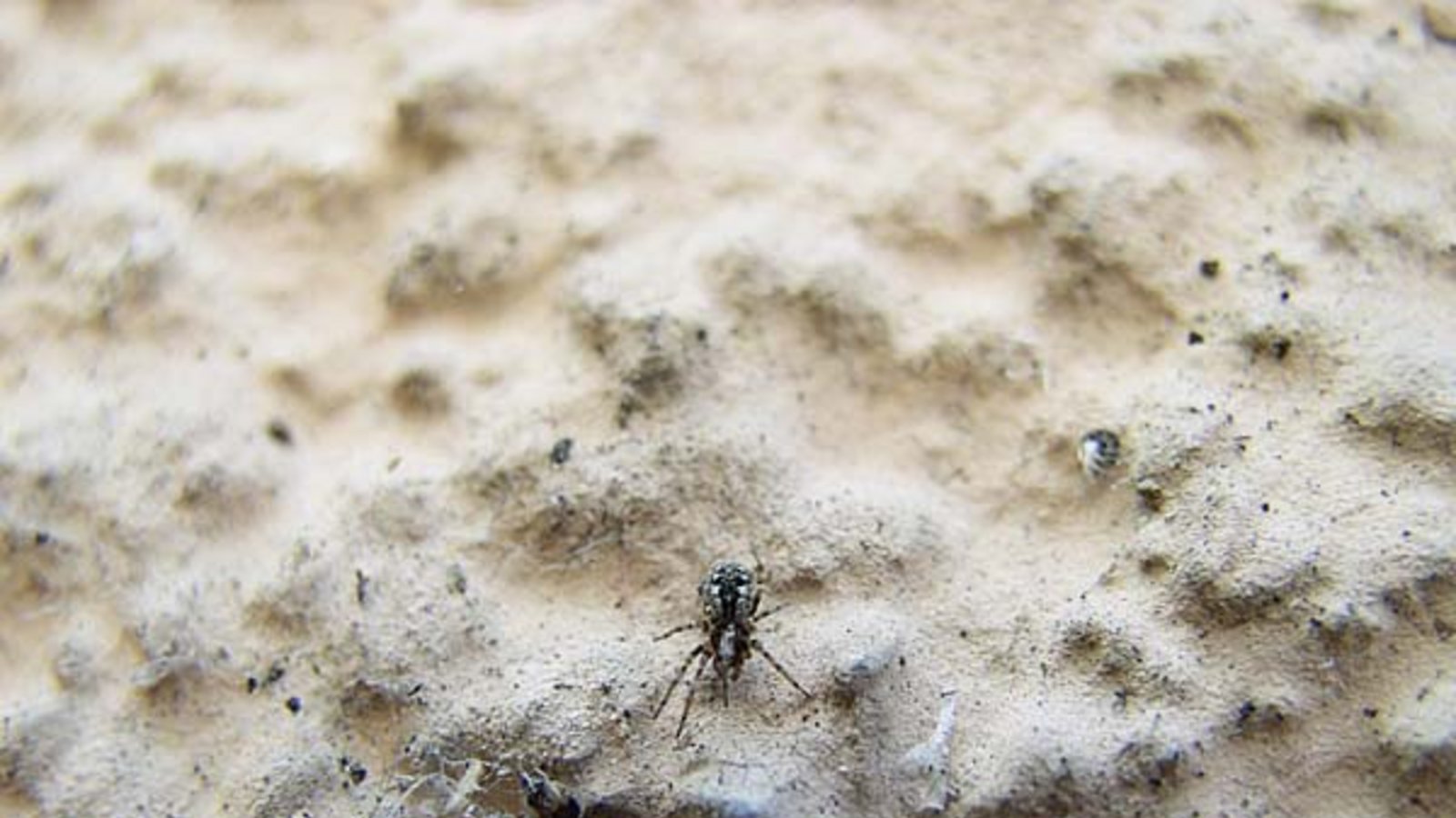 Sehr klein: die Mauerspinne. Foto: Rücker Sehr klein: die Mauerspinne. Foto: Rücker