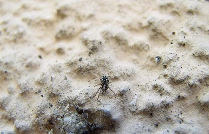 Sehr klein: die Mauerspinne. Foto: Rücker