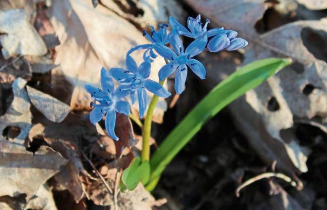 Jochen Scharpf knipste diesen wild wachsenden Zweiblättrigen Blaustern in Horrheim. Die Pflanzenart sei besonders geschützt und dürfe nicht gepflückt werden.