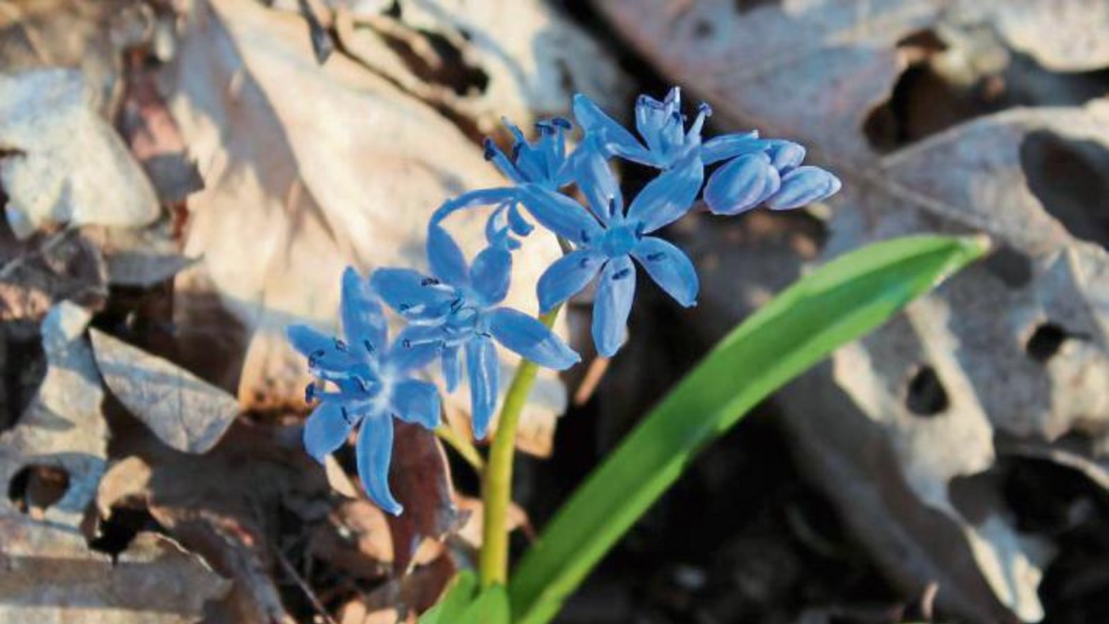 Jochen Scharpf knipste diesen wild wachsenden Zweiblättrigen Blaustern in Horrheim. Die Pflanzenart sei besonders geschützt und dürfe nicht gepflückt werden. Jochen Scharpf knipste diesen wild wachsenden Zweiblättrigen Blaustern in Horrheim. Die Pflanzenart sei besonders geschützt und dürfe nicht gepflückt werden.