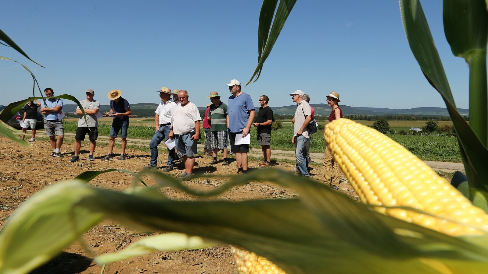 Unter sengender Sonne informieren sich Landwirte aus dem Landkreis Ludwigsburg über die aktuellen Entwicklungen beim Maisanbau. Foto: Küppers