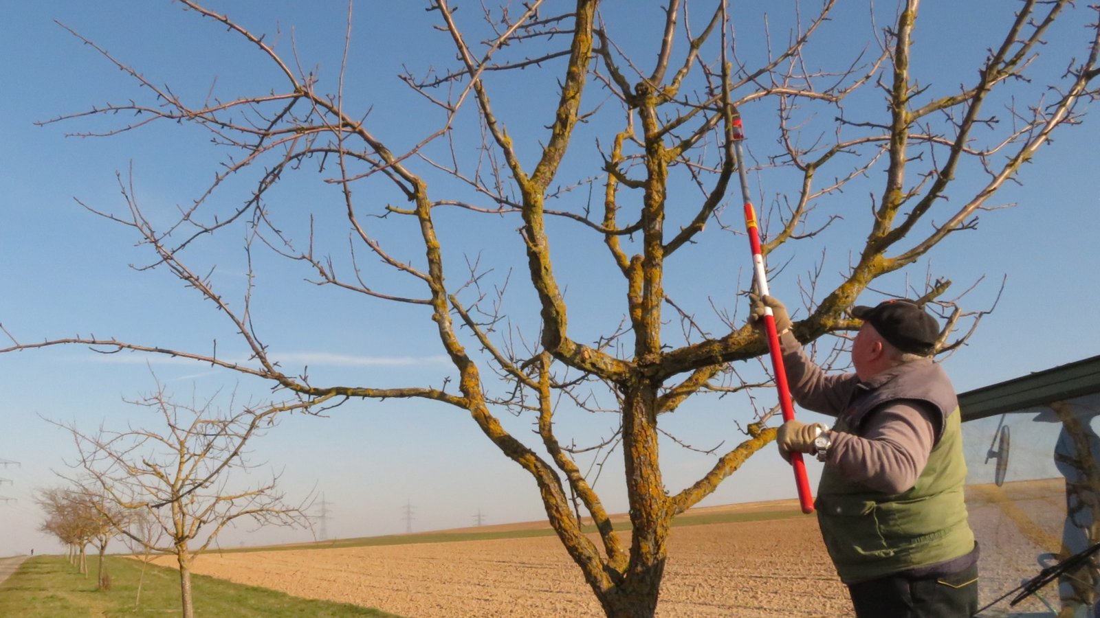 Diese Art von Baumschnitt hat einen Vorteil: Man kann nicht von der Leiter fallen. Gerhard Wilhelm auf seinem Vorderlader. Hier am „Grünstreifen“ im Vaihinger Weitfeld. Foto: aa Diese Art von Baumschnitt hat einen Vorteil: Man kann nicht von der Leiter fallen. Gerhard Wilhelm auf seinem Vorderlader. Hier am „Grünstreifen“ im Vaihinger Weitfeld. Foto: aa