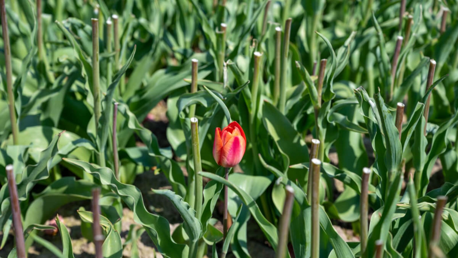 Wenn Tulpen verblüht sind, können sie beschnitten werden. So kann die Blume auch im nächsten Jahr eine kräftige Blüte bilden.Foto: Barmalini / Shutterstock.com Wenn Tulpen verblüht sind, können sie beschnitten werden. So kann die Blume auch im nächsten Jahr eine kräftige Blüte bilden.Foto: Barmalini / Shutterstock.com
