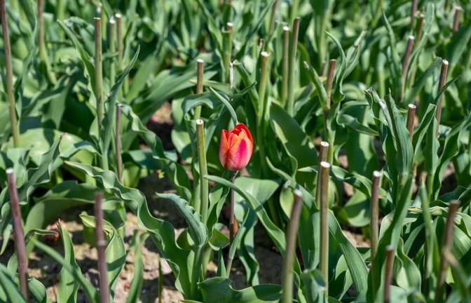 Wenn Tulpen verblüht sind, können sie beschnitten werden. So kann die Blume auch im nächsten Jahr eine kräftige Blüte bilden.<span class='image-autor'>Foto: Barmalini / Shutterstock.com</span>