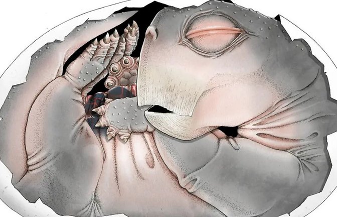 Eine digitale 3D-Rekonstruktion der segmentierten Knochen.<span class='image-autor'>Foto: 2026 Benoit et al./PLoS One)</span>