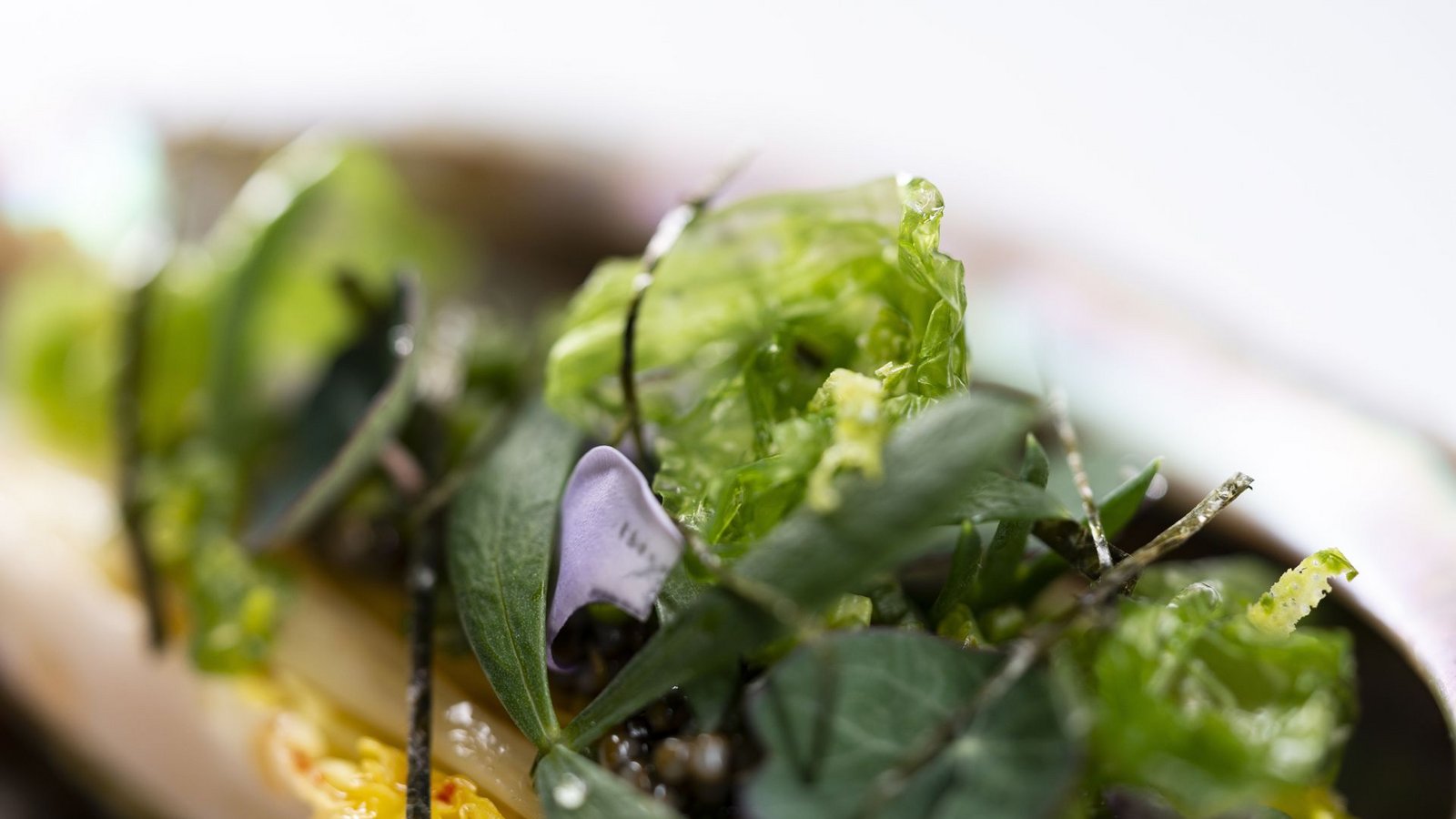 Die vegetarische Variante im Raum „Ocean“: Algensalat mit Ingwer-Dashi und Plankton.Foto: Europa-Park
