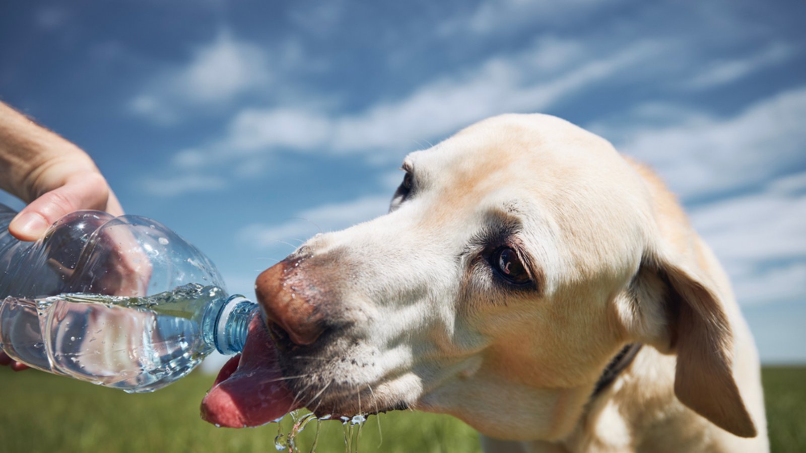 Heiße Tage sind für viele Hunde beim Spaziergang eine große Belastung. Diese Dinge sollten Hundebesitzer beim Gassi-Gang beachten.Foto: Jaromir Chalabala / Shutterstock.com Heiße Tage sind für viele Hunde beim Spaziergang eine große Belastung. Diese Dinge sollten Hundebesitzer beim Gassi-Gang beachten.Foto: Jaromir Chalabala / Shutterstock.com