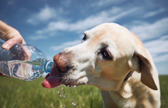 Heiße Tage sind für viele Hunde beim Spaziergang eine große Belastung. Diese Dinge sollten Hundebesitzer beim Gassi-Gang beachten.<span class='image-autor'>Foto: Jaromir Chalabala / Shutterstock.com</span>