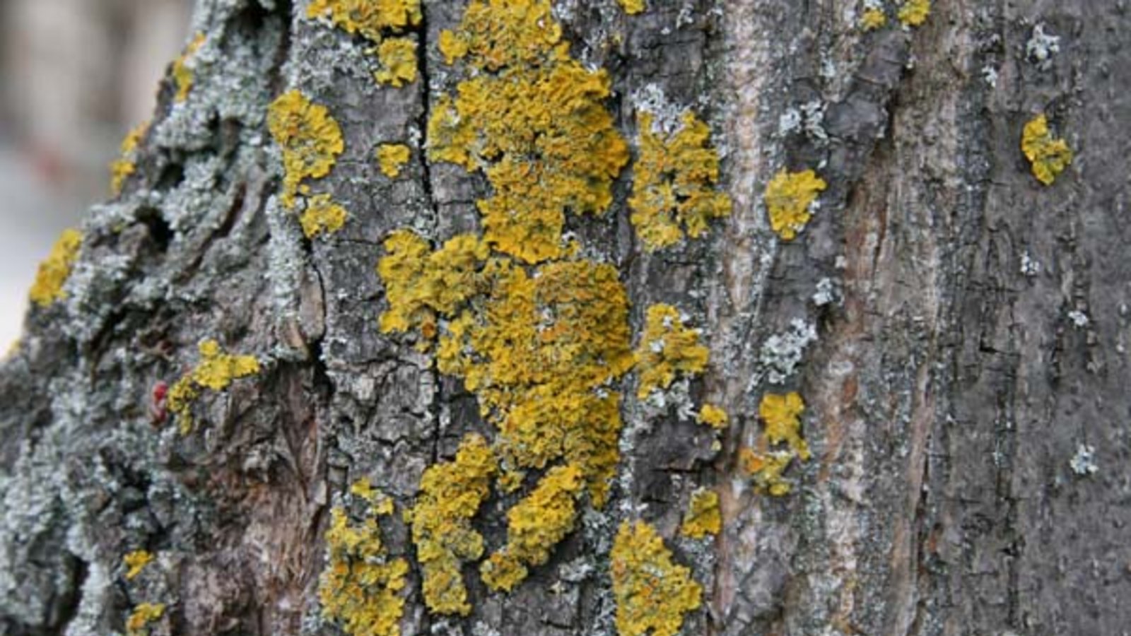 Die Gewöhnliche Gelbflechte. Foto: Rücker