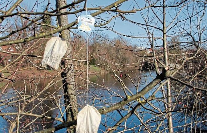 Am Vaihinger Enzufer scheint die Kamille gleich samt Beutel zu wachsen. Oder haben sich dort Amsel und Spatz zur Tea-Time getroffen?  Foto: Banholzer