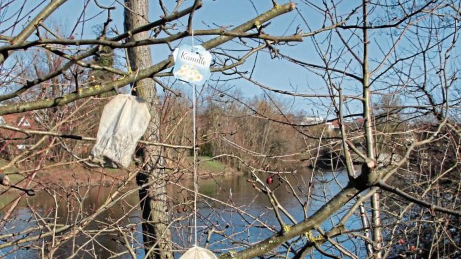 Am Vaihinger Enzufer scheint die Kamille gleich samt Beutel zu wachsen. Oder haben sich dort Amsel und Spatz zur Tea-Time getroffen? Foto: Banholzer Am Vaihinger Enzufer scheint die Kamille gleich samt Beutel zu wachsen. Oder haben sich dort Amsel und Spatz zur Tea-Time getroffen? Foto: Banholzer