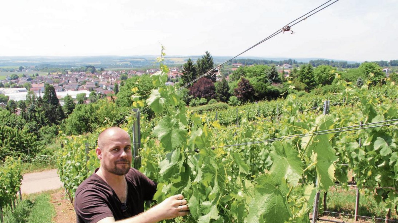 Bei der Erziehung der Äste und beim Entblättern hat Redakteur Michael Banholzer ein wenig mitangepackt. Foto: Walz Bei der Erziehung der Äste und beim Entblättern hat Redakteur Michael Banholzer ein wenig mitangepackt. Foto: Walz