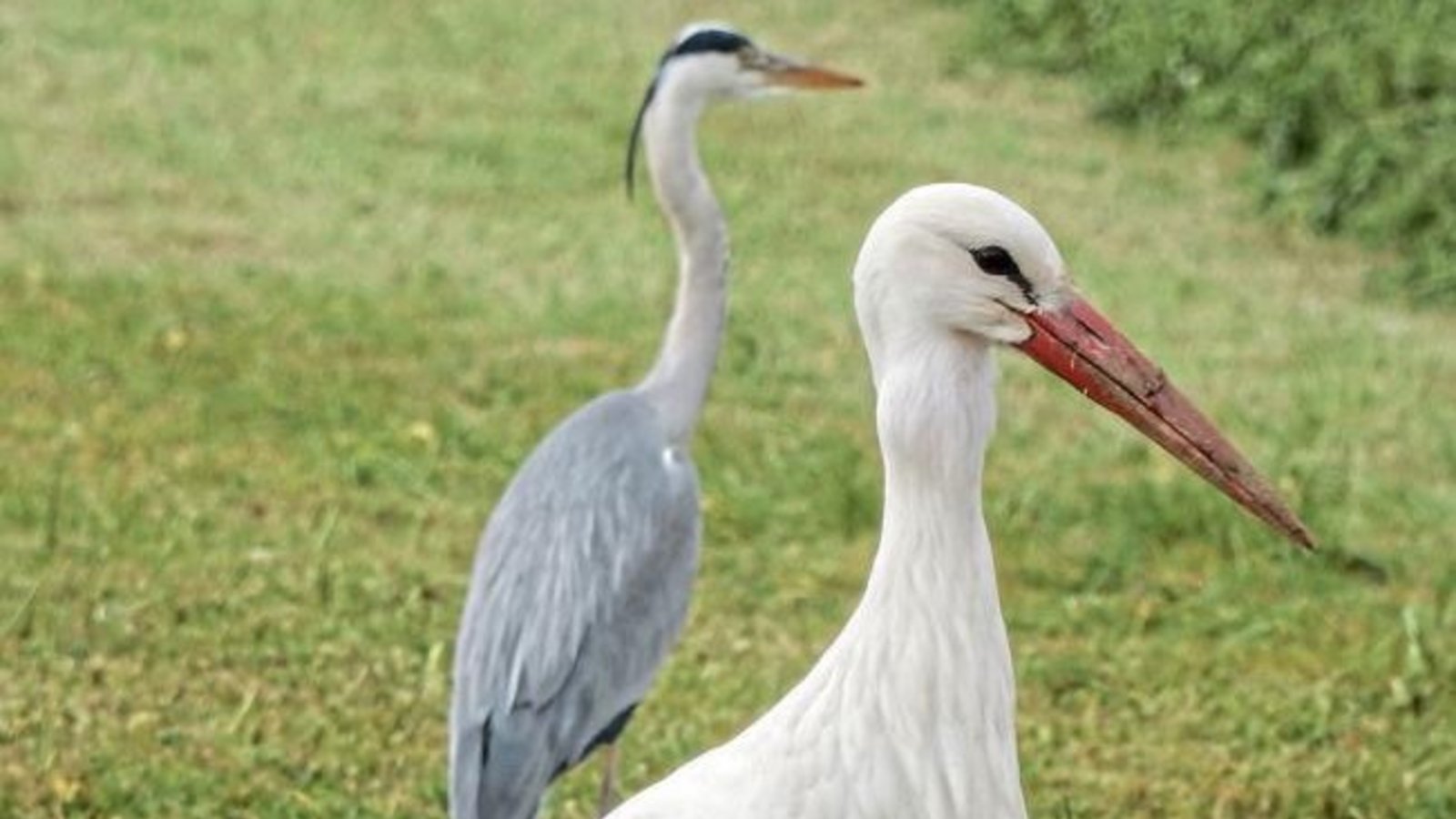 Storch und Reiher: Gemeinsam auf Nahrungssuche im Enztal zwischen Mühlhausen und Lomersheim. Foto: Arning Storch und Reiher: Gemeinsam auf Nahrungssuche im Enztal zwischen Mühlhausen und Lomersheim. Foto: Arning