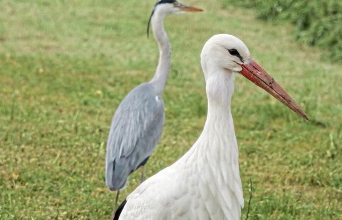Storch und Reiher: Gemeinsam auf Nahrungssuche im Enztal zwischen Mühlhausen und Lomersheim. Foto: Arning