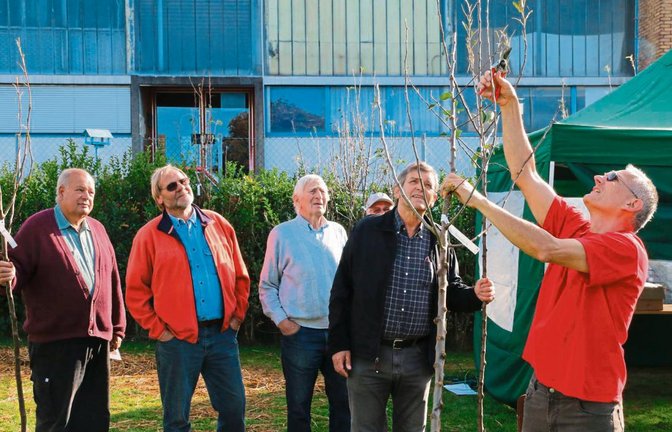 Bäume und dazu den passenden Schnitt gibt es am Samstag beim Aktionstag Gartenlust in Hochdorf. Fotos: Bögel