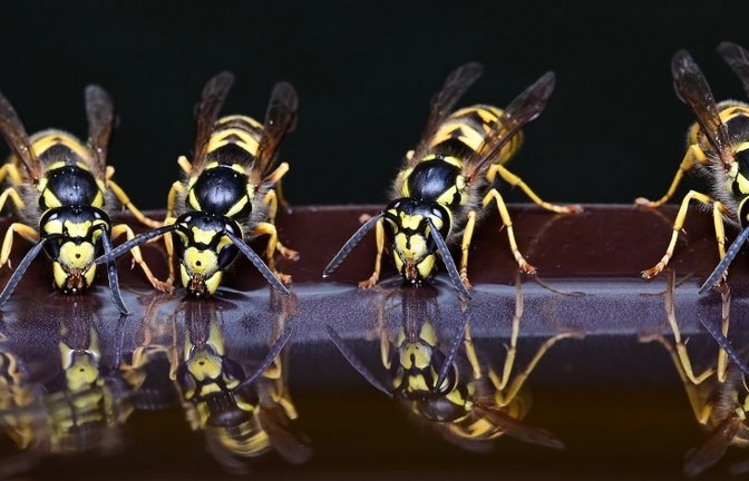 Wespen können lästig werden, sind aber nicht „unnötig“. <span class='image-autor'>Foto: Pixaby/Claudia Wollesen</span>