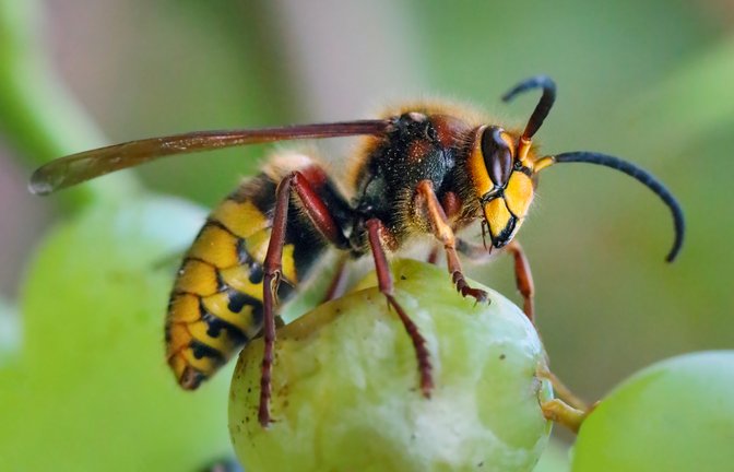 Obst ist besonders verlockend für die Hornissen.<span class='image-autor'>Foto: TTstudio / shutterstock.com</span>