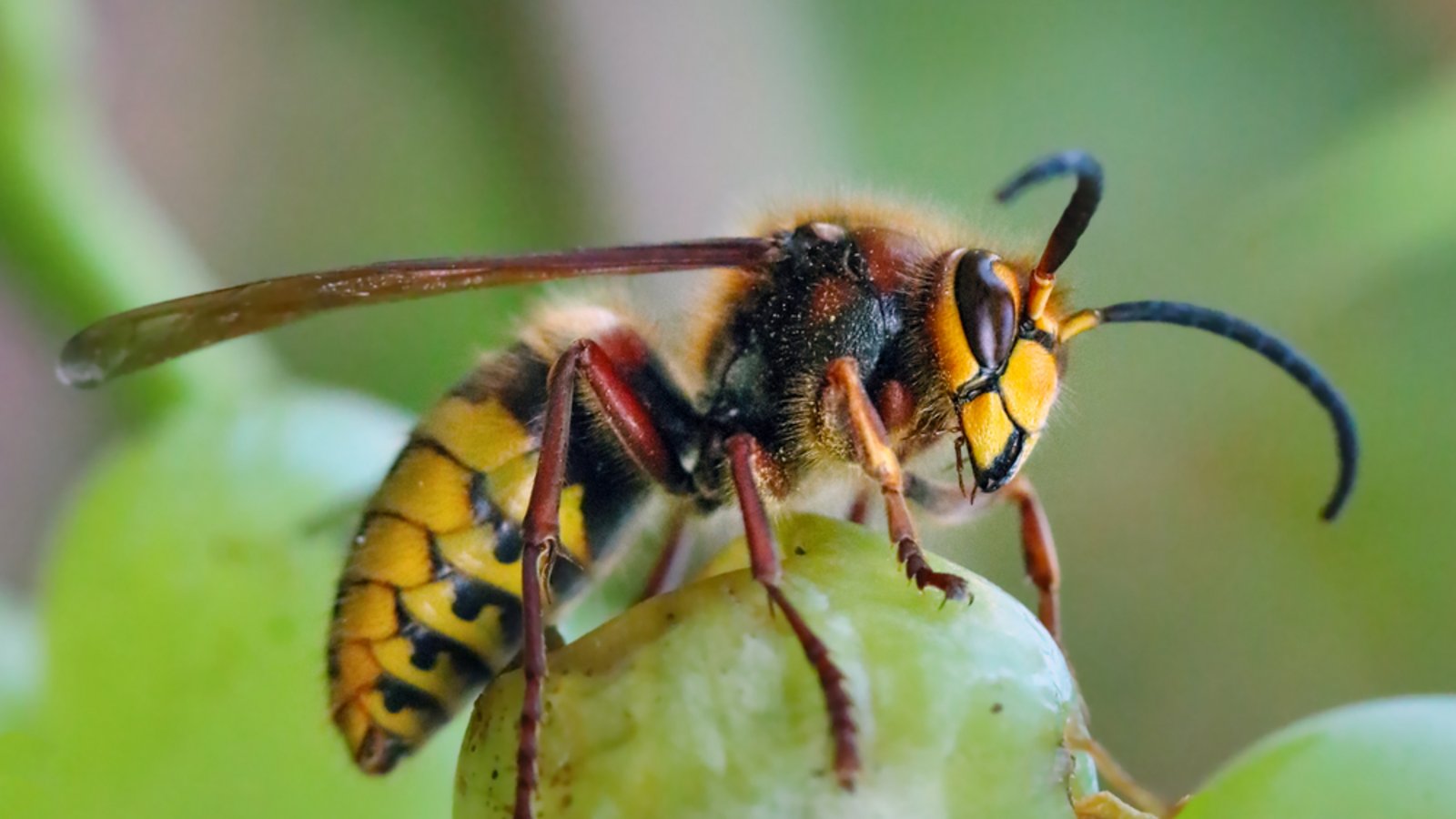 Obst ist besonders verlockend für die Hornissen.Foto: TTstudio / shutterstock.com