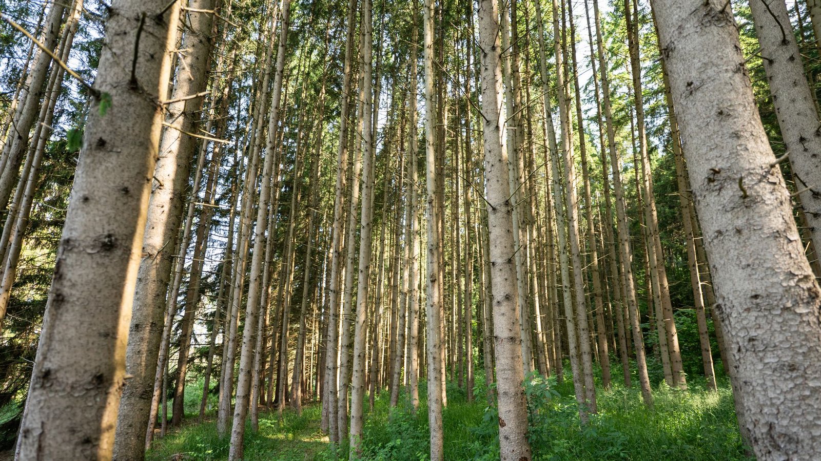 Um auf die Klimakrise zu reagieren, muss der Wald umgebaut werden.Foto: Silas Stein/dpa Um auf die Klimakrise zu reagieren, muss der Wald umgebaut werden.Foto: Silas Stein/dpa