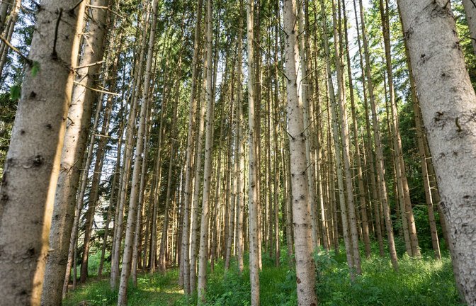 Um auf die Klimakrise zu reagieren, muss der Wald umgebaut werden.<span class='image-autor'>Foto: Silas Stein/dpa</span>