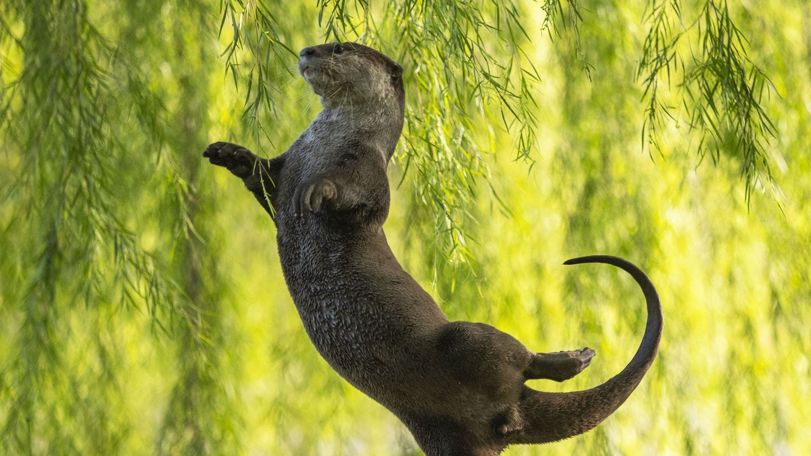 Der Otter als tanzende Ballerina.Foto: Comedy Wildlife Photo Award/Otter Kwek aus Singapur Der Otter als tanzende Ballerina.Foto: Comedy Wildlife Photo Award/Otter Kwek aus Singapur