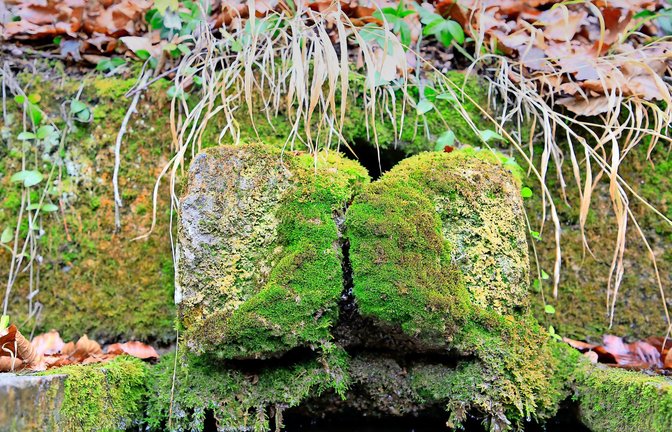 Ein verwunschener Brunnen am Wegrand.<span class='image-autor'>Foto: Dieter Buck</span>