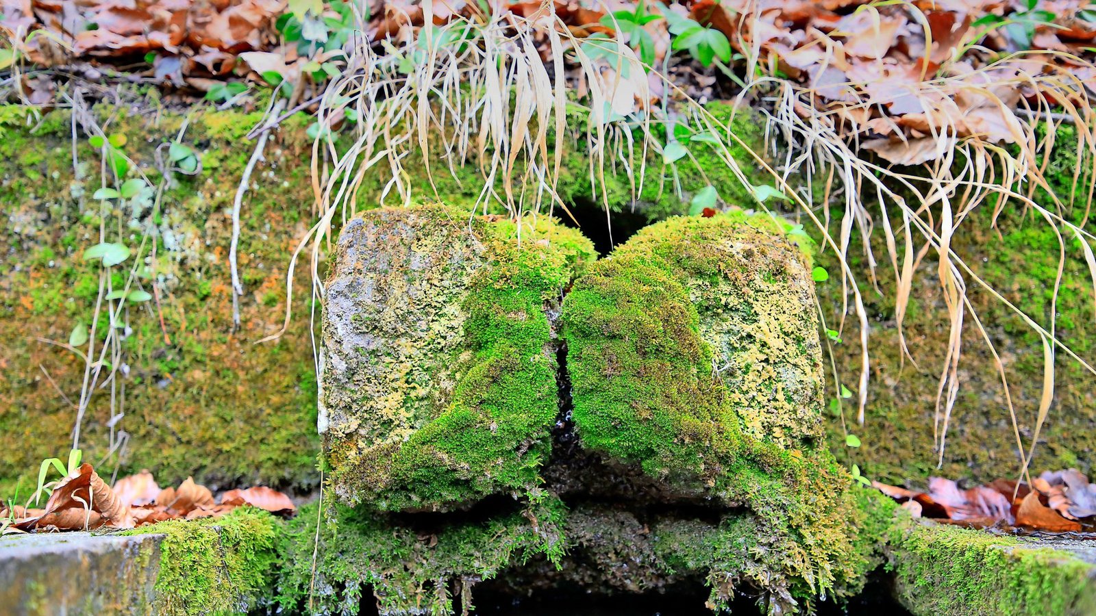 Ein verwunschener Brunnen am Wegrand.Foto: Dieter Buck Ein verwunschener Brunnen am Wegrand.Foto: Dieter Buck