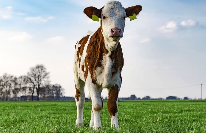 Milch trinken die Baden-Württemberger gern. Kälbchen wollen sie aber lieber nicht essen.<span class='image-autor'>Foto: imago images/Countrypixel</span>