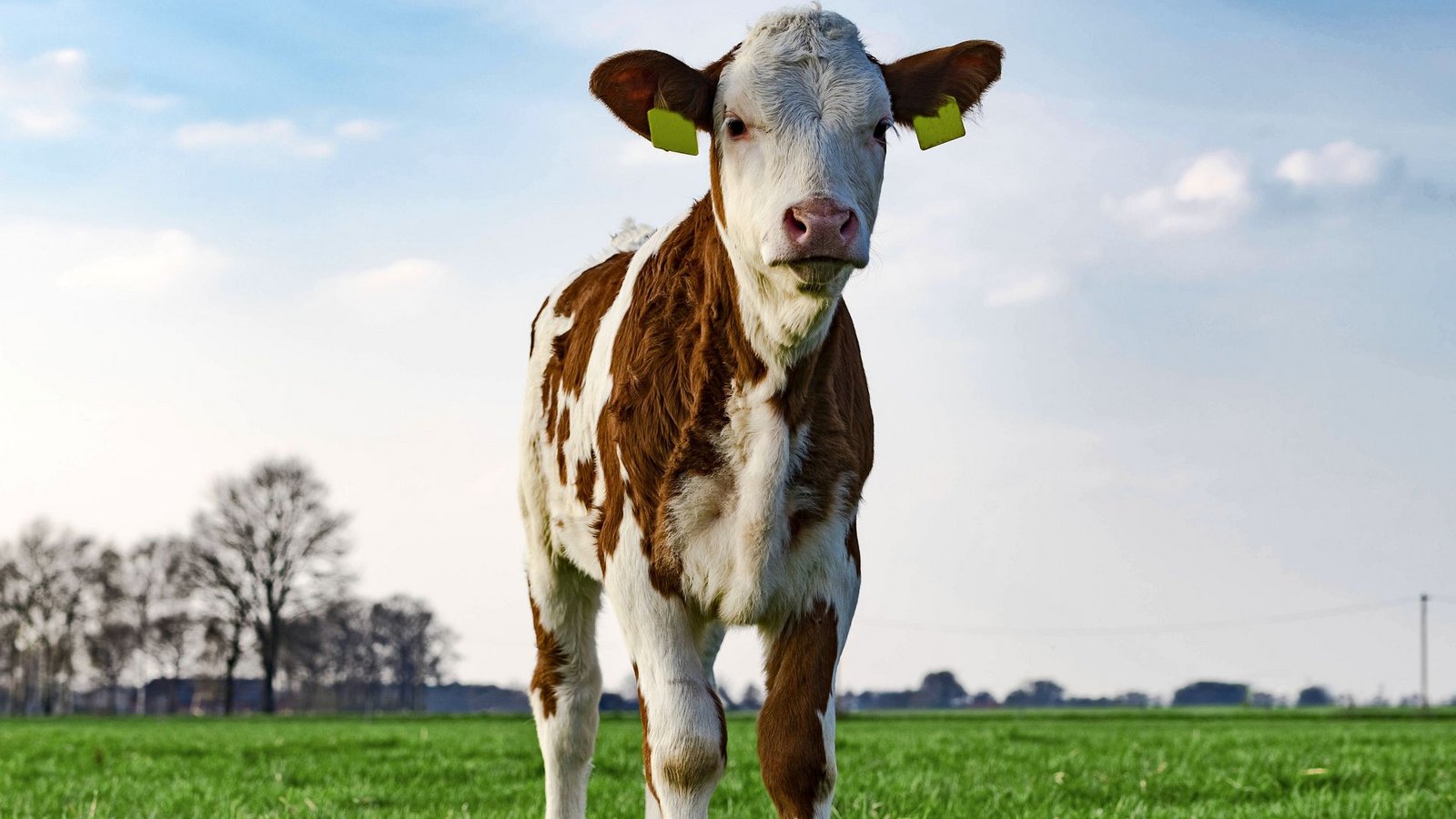 Milch trinken die Baden-Württemberger gern. Kälbchen wollen sie aber lieber nicht essen.Foto: imago images/Countrypixel Milch trinken die Baden-Württemberger gern. Kälbchen wollen sie aber lieber nicht essen.Foto: imago images/Countrypixel