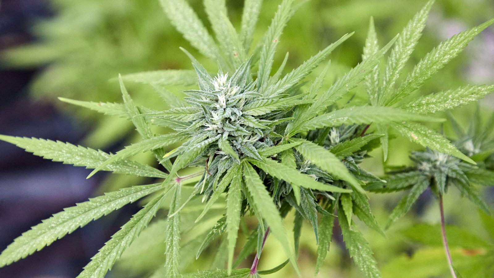 Noch immer ist die Legalisierung des Cannabis nicht unter Dach und Fach. Die Bundesländer haben Bedenken.Foto: Georg Wendt/dpa/Georg Wendt