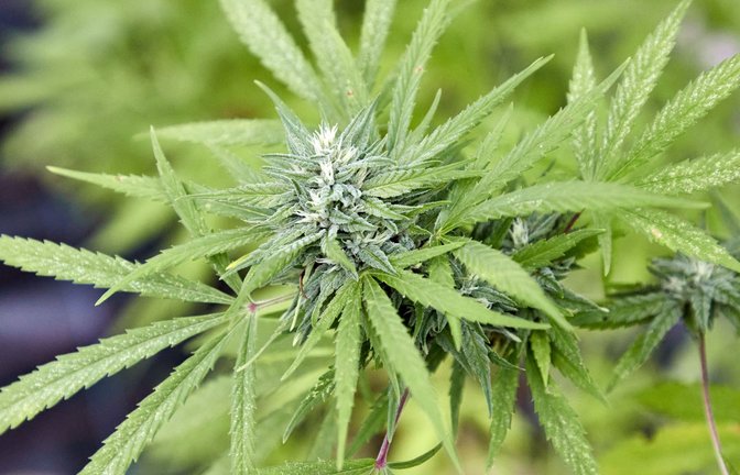 Noch immer ist die Legalisierung des Cannabis nicht unter Dach und Fach. Die Bundesländer haben Bedenken.<span class='image-autor'>Foto: Georg Wendt/dpa/Georg Wendt</span>