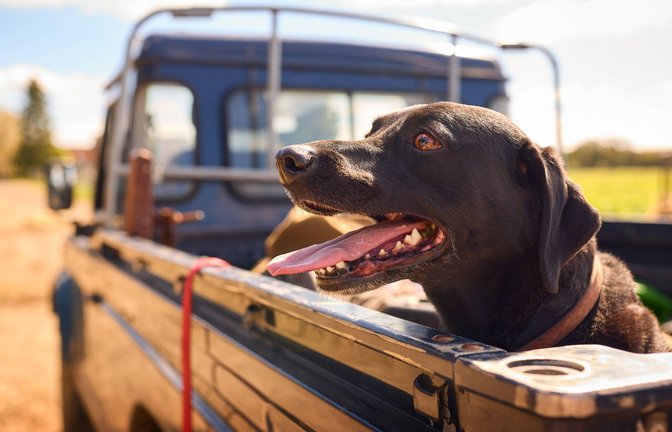 Die Hundstage bezeichnen eine Schönwetterperiode, haben aber mit Vierbeinern eigentlich nichts zu tun. Diese Wetterperiode wurde nach dem Hundsstern Sirius am Morgenhimmel benannt, der mit der Sonne auf- und untergeht.<span class='image-autor'>Foto: Imago/Shotshop</span>