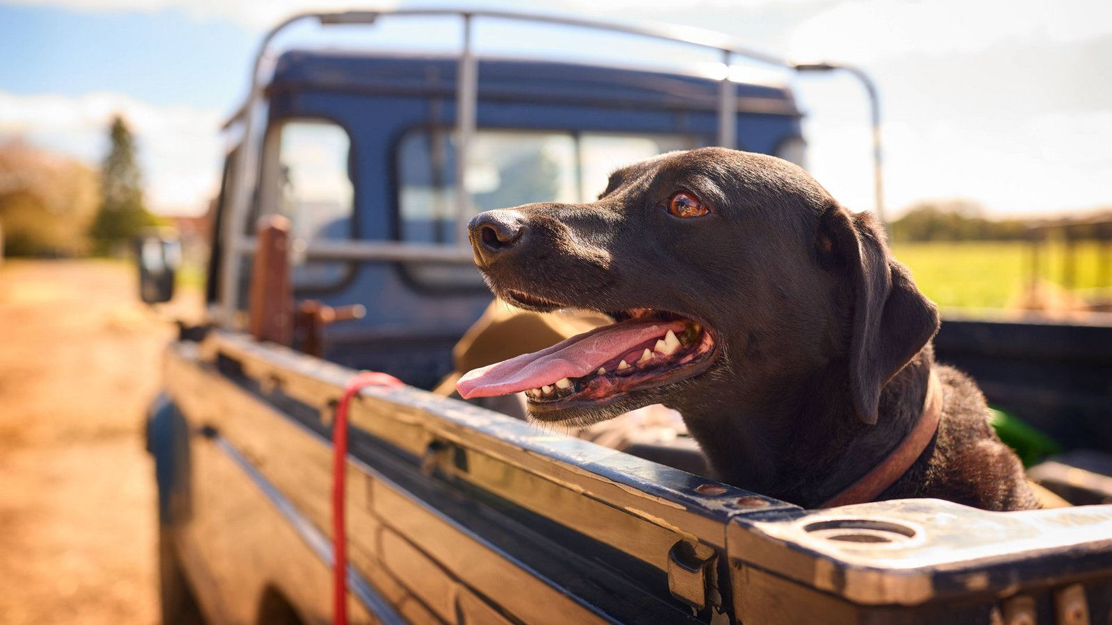 Die Hundstage bezeichnen eine Schönwetterperiode, haben aber mit Vierbeinern eigentlich nichts zu tun. Diese Wetterperiode wurde nach dem Hundsstern Sirius am Morgenhimmel benannt, der mit der Sonne auf- und untergeht.Foto: Imago/Shotshop Die Hundstage bezeichnen eine Schönwetterperiode, haben aber mit Vierbeinern eigentlich nichts zu tun. Diese Wetterperiode wurde nach dem Hundsstern Sirius am Morgenhimmel benannt, der mit der Sonne auf- und untergeht.Foto: Imago/Shotshop