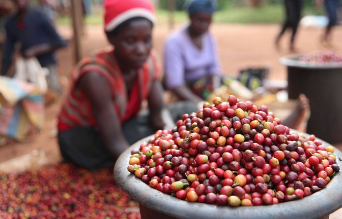 Kaffeeernte in Ruiru in Kenia.<span class='image-autor'>Foto: mago/Xinhua</span>