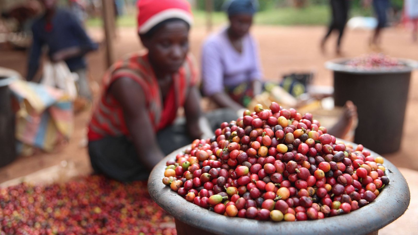 Kaffeeernte in Ruiru in Kenia.Foto: mago/Xinhua Kaffeeernte in Ruiru in Kenia.Foto: mago/Xinhua