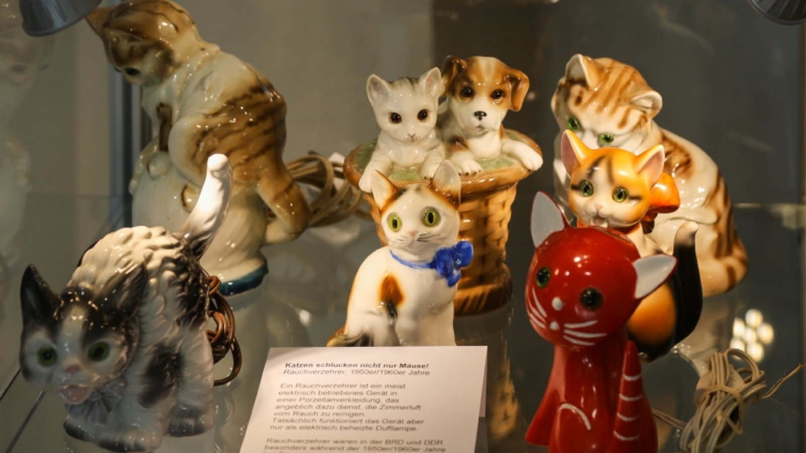 Sachsenheim, Katzenausstellung, Museum Sachsenheim Foto: Bürkle