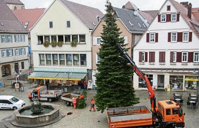 Eine Colorado-Tanne, gespendet von Familie Leitz aus der Hillerstraße in Vaihingen, ziert seit gestern als Weihnachtsbaum den Vaihinger Marktplatz.  Foto: Rücker